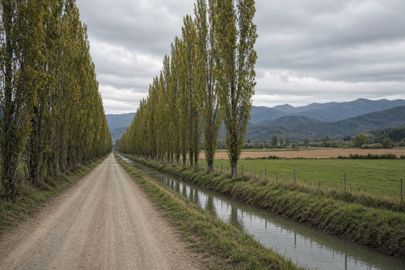 Camino rural de álamos junto a un canal y campos de cultivo